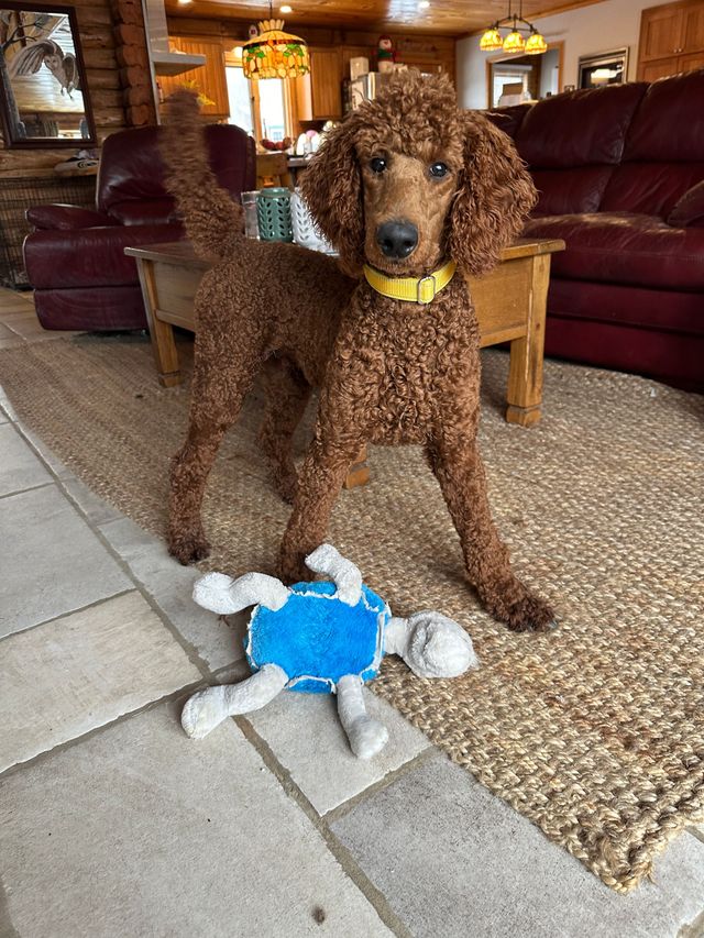 Flea & Tick Prevention